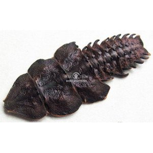 DULITICOLA PLATERODRILUS DULITICOLA PLATERODRILUS